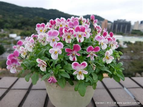 適合風大的植物|東北風大的陽台適合種哪種花呢？